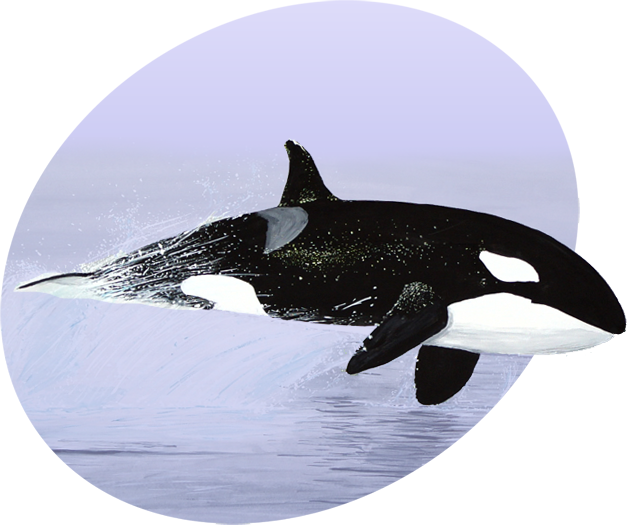 Drawing A Zipf Law Using Gnuplot, Java and Moby-Dick